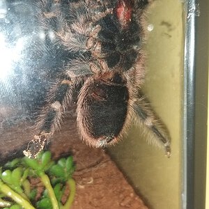 Grammostola Pulchripes