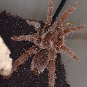 0.1 Pelinobius muticus - 4.25" DLS