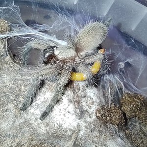 M. balfouri throwing it up like a real Xenesthis 😎