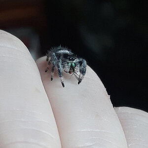 Phidippus regius