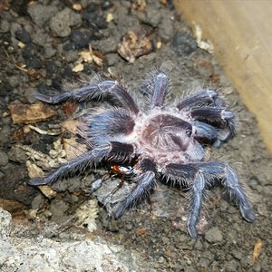 0.0.1 Phormictopus sp. "Dominican Purple" 2"+