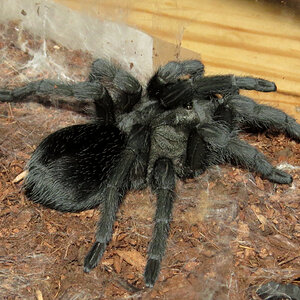 Freshly Molted Bulldozer (♀ Grammostola pulchra 4") [2/2]