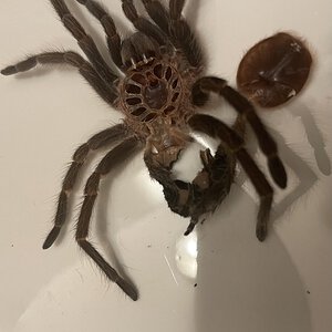 Phormictopus sp. Green molt: Male or female?