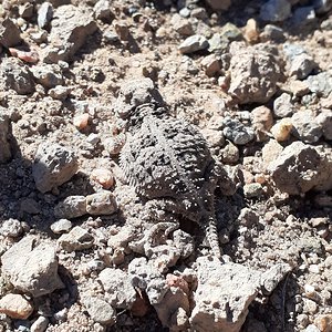 Baby Greater Short-horned Lizard