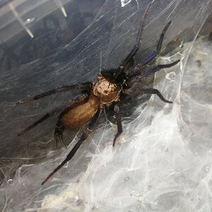 0.0.1 Linothele megatheloides