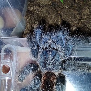 3" Avicularia avicularia morphotype