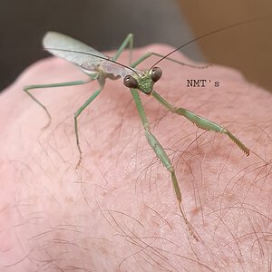 Stagmomantis limbata male (New Mexico praying mantis)