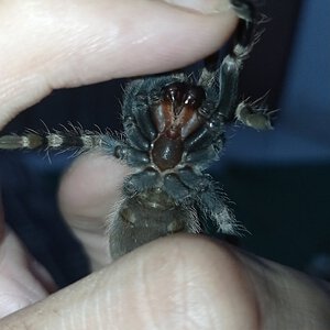 Acanthoscurria Geniculata