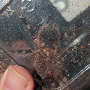 Can anyone help sex my juvi A. Geniculata?