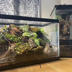 “The Forest Floor”: Geosesarma Vivarium Build!