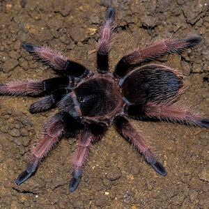 Brachypelma klaasi