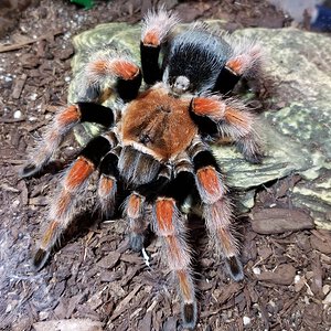 MF B. boehmei named Daisy