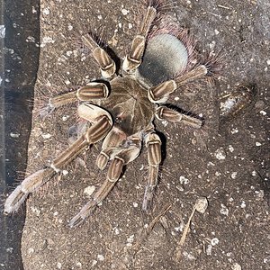 Freshly molted T.stirmi