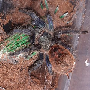 Female GBB premolt