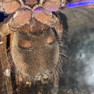 T. stirmi Male or Female?