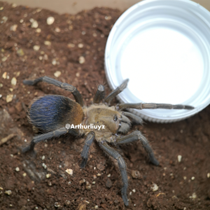 0.1 Pseudhapalopus sp. "Columbia"