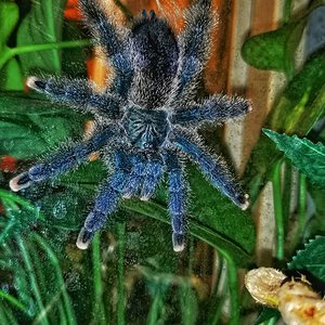 Avicularia metallica