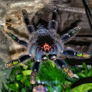 Avicularia metallica