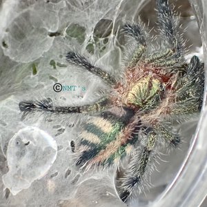 0.0.1 Ybyrapora diversipes 2" DLS