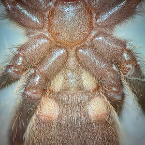 Poecilotheria regalis