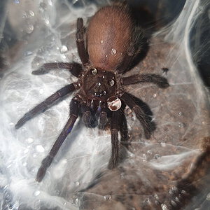 Chilobrachys sp Electric Blue