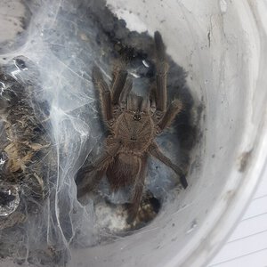 Chilobrachys sp? What do you think guys?