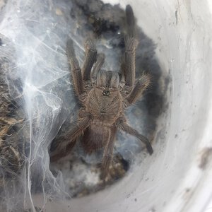 Chilobrachys sp? What do you think guys?