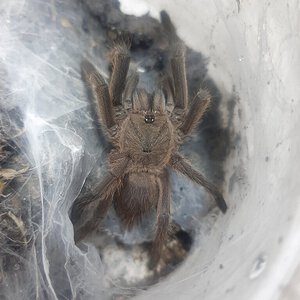 Chilobrachys sp? What do you think guys?