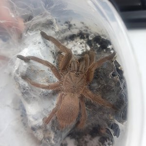 Chilobrachys huahini or burmensis?