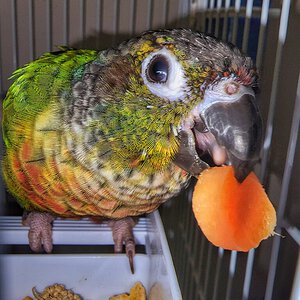 Charlie the green cheek conure