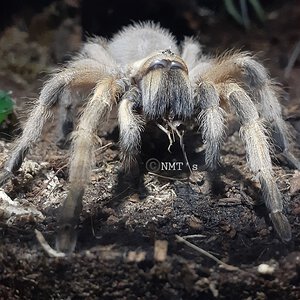 0.1 Aphonopelma moderatum - Dinnertime!