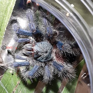 1.0 Avicularia avicularia