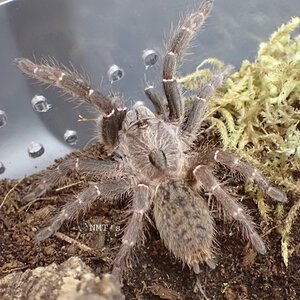 0.1 Ceratogyrus darlingi - Freshly Molted