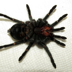 Bulldozer's Farewell (♀ Grammostola pulchra 4") [2/3]