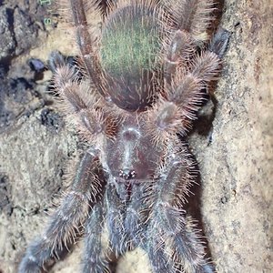 0.1 Psalmopoeus victori (Mars)