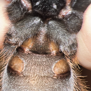 Ephebopus murinus female or male？