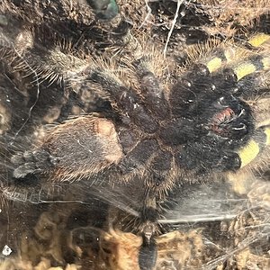 P. regalis 3.5”