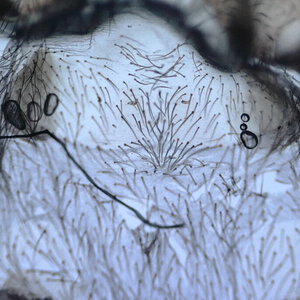 T. violaceus - Purple Tree Spider - 18mm (0.7") DLS Female