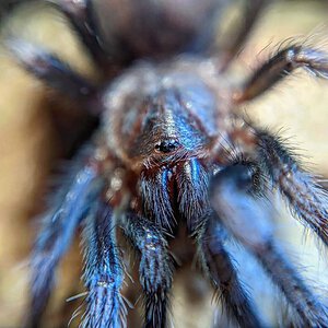 B. Auratum sling macro :)