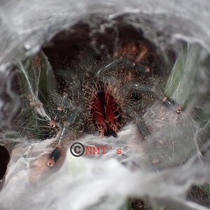 Avicularia juruensis - 10.22.2022.JPG