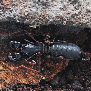 Thelyphonidae sp. "Dwarf"