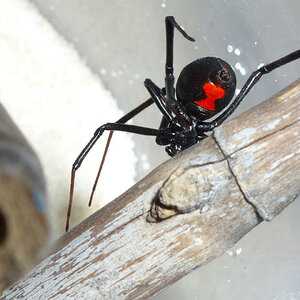 Mabel - Western Black Widow.jpg