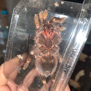 Acanthoscurria geniculata juvenile