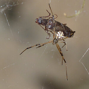 Immature Female Black Widow with Click Beetle