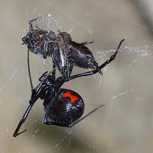Western Black Widow (𝘓𝘢𝘵𝘳𝘰𝘥𝘦𝘤𝘵𝘶𝘴 𝘩𝘦𝘴𝘱𝘦𝘳𝘶𝘴) Subduing Cricket