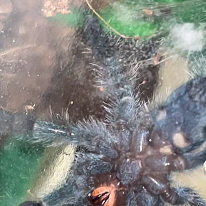 Caribena Versicolor Sling