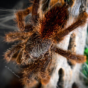 A.Avicularia 11822