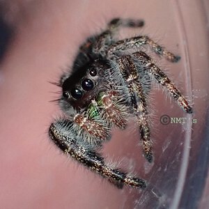 0.0.1 Phidippus audax Juvenile 2