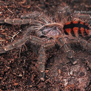 Avicularia minatrix.