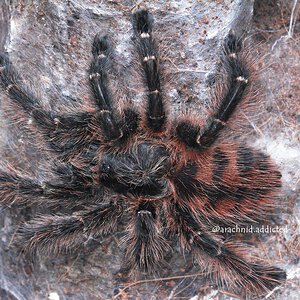 Avicularia taunayi.